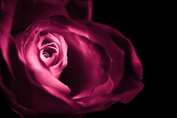 Makro blühende rote Rose