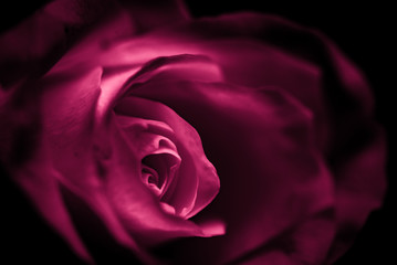 Rote Rose Makro Knospe