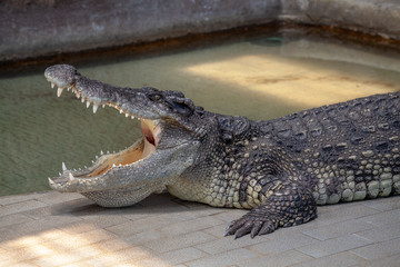 crocodile