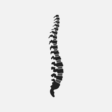 Human spine silhouette isolated on gray background. Vector illustration)
