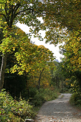 Obraz premium Trail in the autumn forest in the mountains