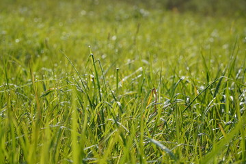 green grass