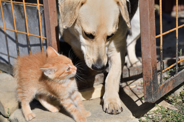Small cat enters into the cage of a large dog