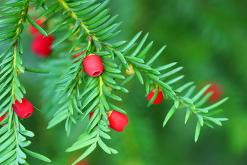 Yew or Taxus baccata, green branch and red mature cones, closeup