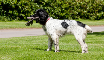 Obraz premium black and white dog holding a glove. 
