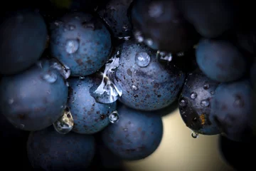 Foto op Canvas Gamay-druiven op wijnstokken met weelderige groene bladeren © Gael Fontaine