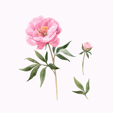 Watercolor peony flowers vector illustration