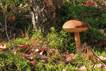 Koźlarz babka ,Leccinum scabrum