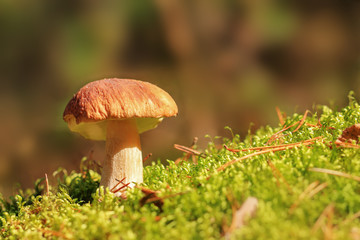 borowik szlachetny: Boletus edulis