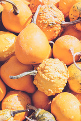 Small decorative pumpkins and gourds; autumn background