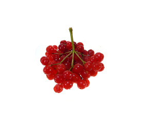 red viburnum isolated on a white background