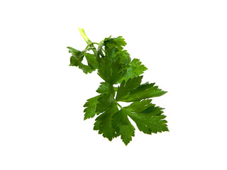 parsley isolated on a white background