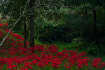 彼岸花群生