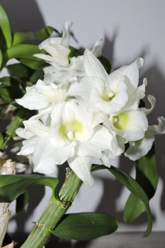 White flowers of a noble dendrobium orchid