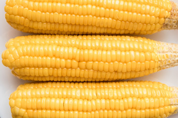 fresh organic corn. healthy food. harvested corn. used to make popcorn, cereal, cornflake, animal food. ingredient of salad for diet