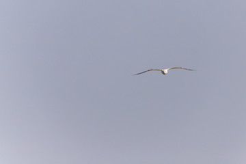Möwe im Flug über der Eider