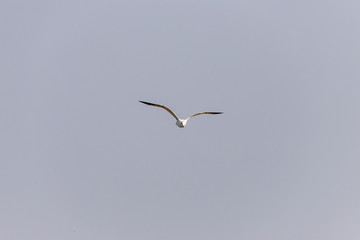 Möwe im Flug über der Eider