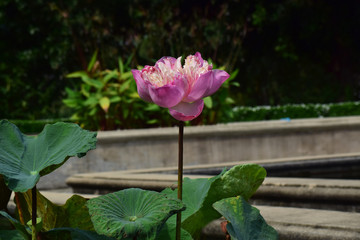 Lotus flower planted in the pond That has begun to bloom With beautiful colors And natural