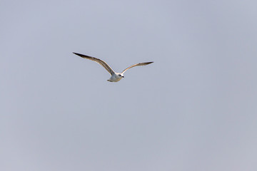 Möwe im Flug über der Eider