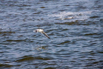 M&ouml;we im Flug &uuml;ber der Eider