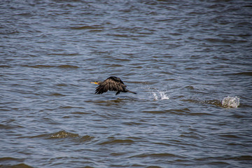 Kormoran im Flug über der Eider