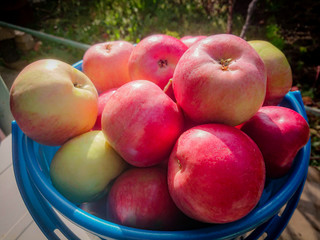 Ripe red apples in a blue plastic bucket. Autumn harvest in the country.
