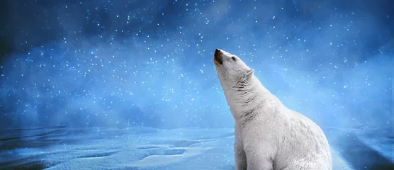 Fototapeten Eisbär, Schneeflocken und Himmel. Winterlandschaft mit Tieren, Panorama-Mock-up-Bild © alesmunt