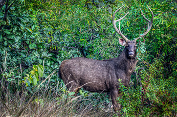 Sambhar deer in the wild