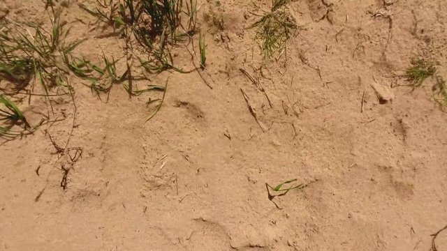 Flying over yellow sand and grass