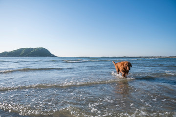 Golden Retriever playing at the beach