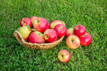 Red apples in a wicker basket on green grass. Autumn harvest. Flat lay. Selective focus.