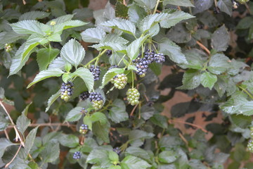 Archaeological Museum of Rhodes. Rhodes island in Greece. The second famous place in the old town.