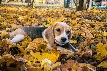 A smart beagle puppy on a walk in the city Park. Tricolor Beagle puppy is watching a peaceful...
