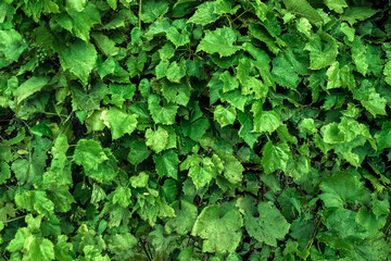 Obraz premium Wall of leaves, texture of green leaves, green floral background.