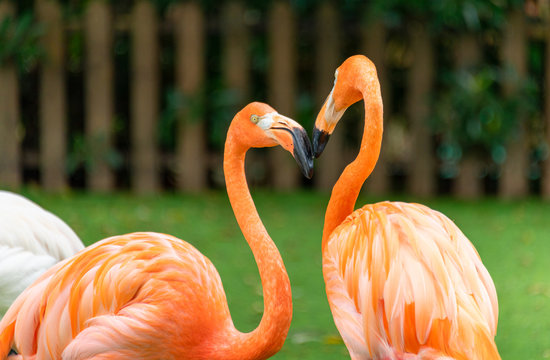 Flamingos at Shanghai Safari Park