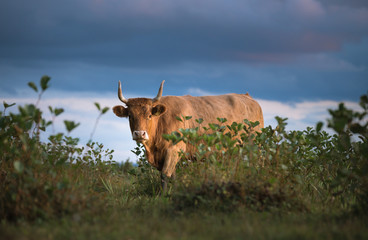 Wild cows eating grass at dusky weather with colorful sky. Curious facial expression of cow at Engure national park. Green fields covered with bushes and forest at sunset.