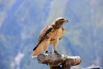 Steppenadler (Aquila nipalensis) Greifvogel in den Alpen