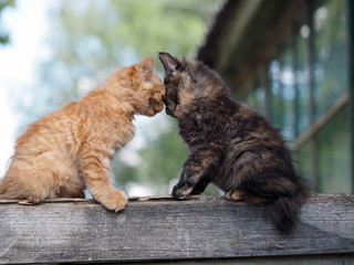 Kittens cute lick each other. Friendship and love cats
