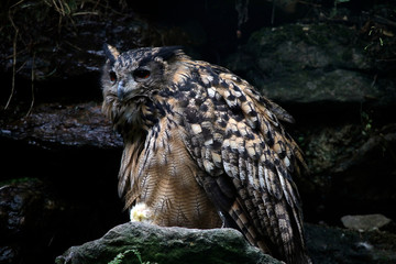 Uhu (Bubo bubo) Greifvogel, Mitteleuropa