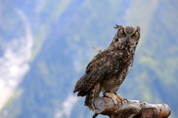 Virginia-Uhu (Bubo virginianus) Nord und Südamerika