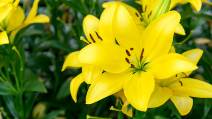 Yellow lily flowers in a garden.