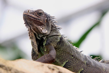 Grüne Leguan (Iguana iguana) Mittelamerika und Südamerika