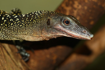Quittenwaran (Varanus melinus) Schuppenkriechtier, Indonesien