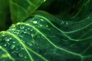 Tropical green leaves, nature concept. floral pattern background, real photo. Leaf texture
