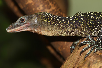 Quittenwaran (Varanus melinus) Schuppenkriechtier, Indonesien