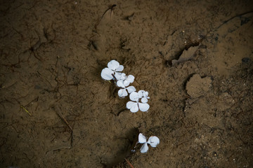 Hydrangea petals floating in water outdoors