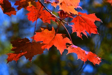 Goldener Oktober