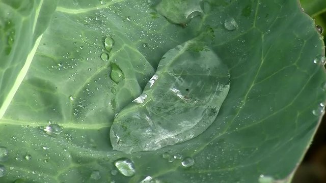 Eine kleine "Wasserlache" auf dem gr&uuml;nen Blatt eines Karfiols
