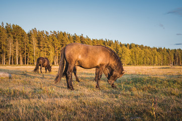 Wild horses eating grass in preserved territory of Engure national park in Latvia. Landscape with lake and meadow with grass and bouldes in warm lighting.