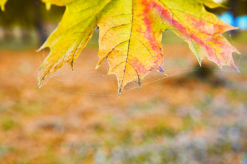 Naklejka na ściany i meble maple autumn leaf yellow, orange, red and green.